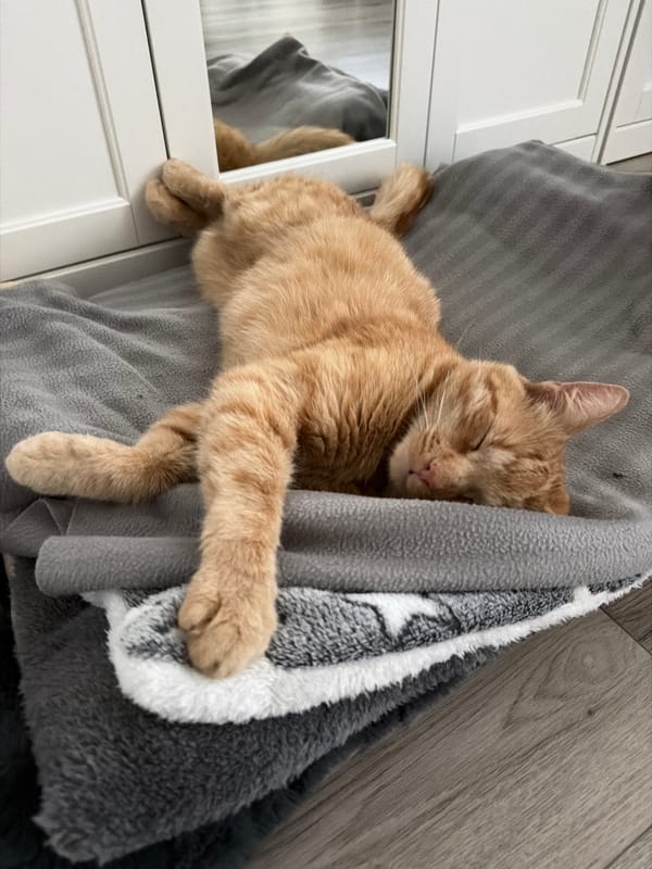 Ginger cat naps hard on a blanket pile in Helmond