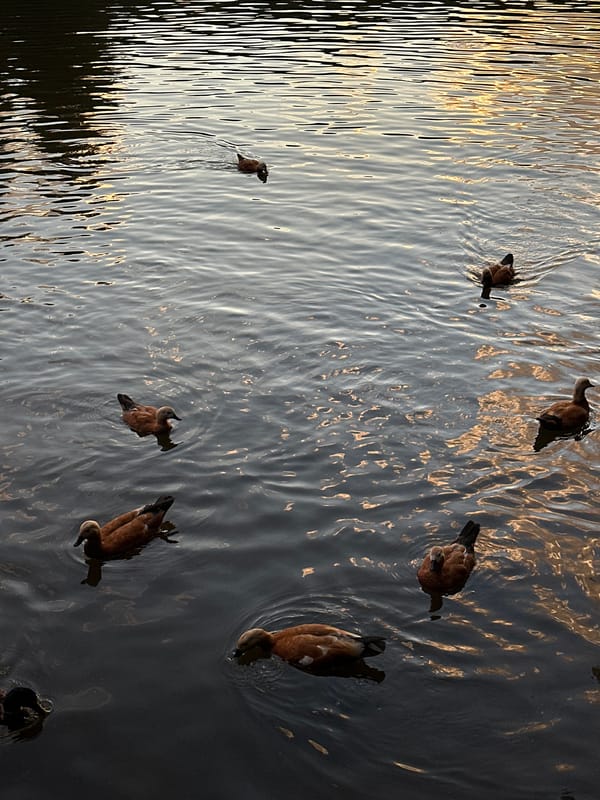 Moscow park lakes at golden hour, ducks and sunset reflections