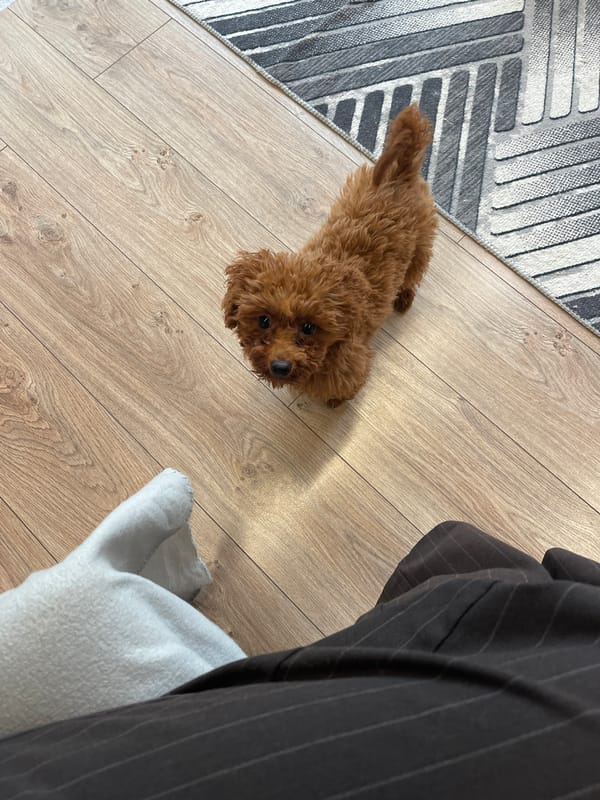 Quiet morning moments with pets and people in Sofia