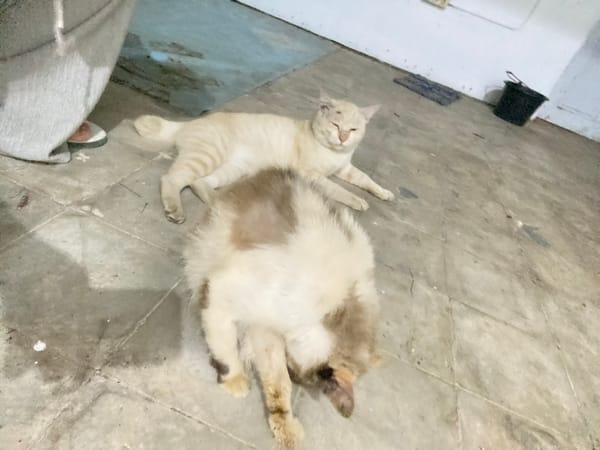 Cats, selfies, and a slow afternoon at home in Banjarbaru