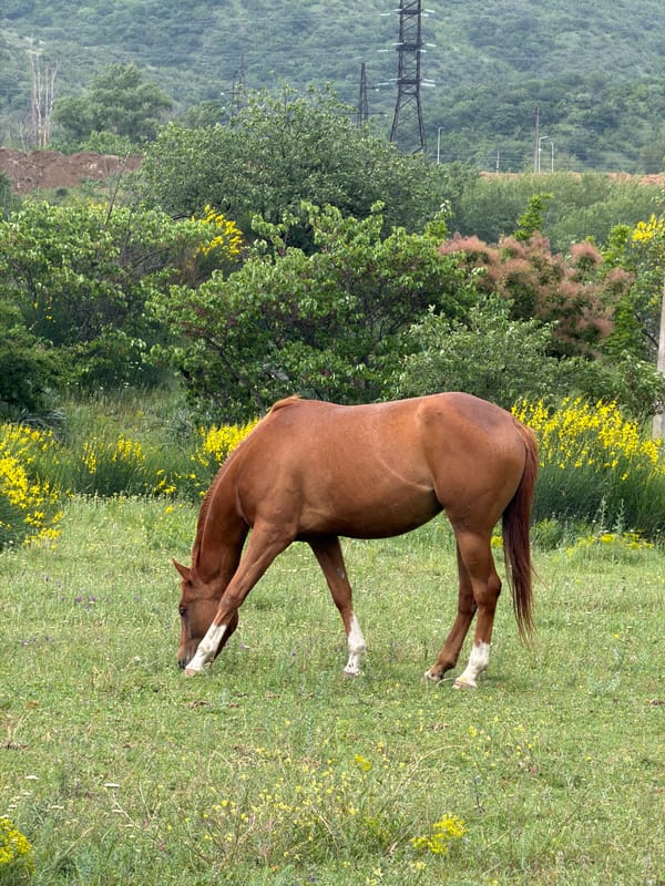 Horses graze near historic Mtskheta during rainy Georgian afternoon