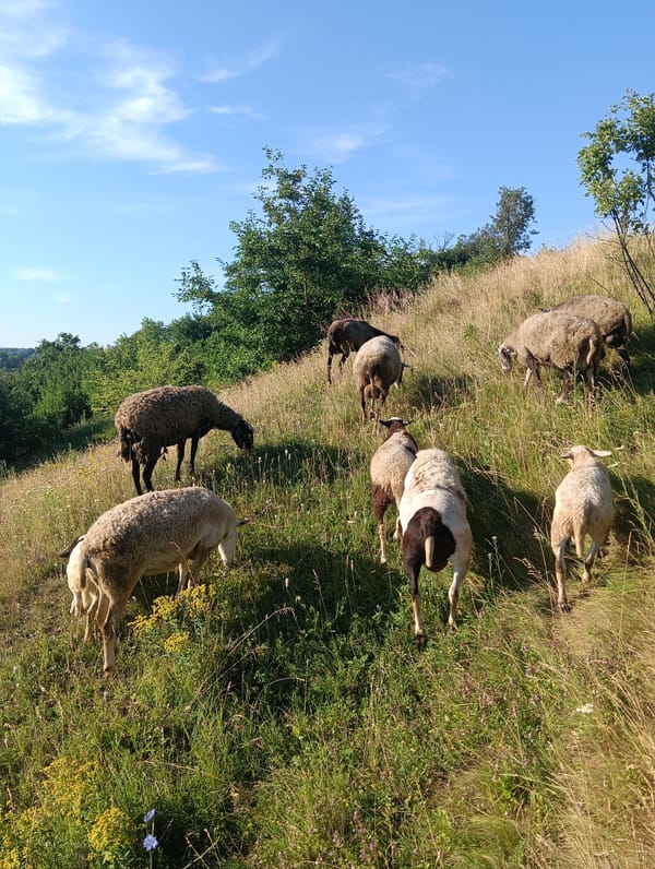 Sheep graze and wander across a sun-drenched rural hillside