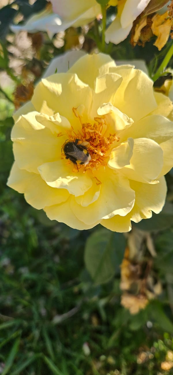 Bees on roses, dogs in the dirt — a quiet morning outside