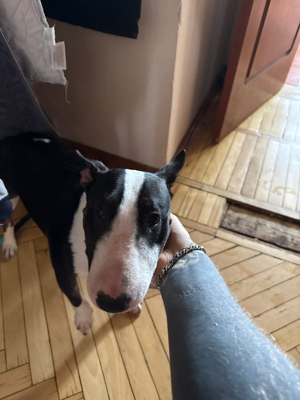 Bull terrier interacts with tattooed owner in Moscow home