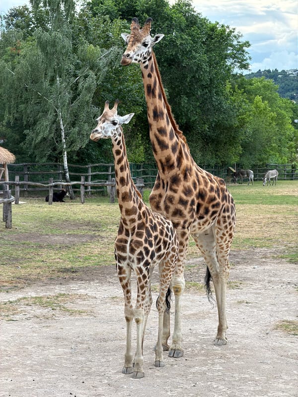 Two giraffes side by side in a Prague zoo enclosure