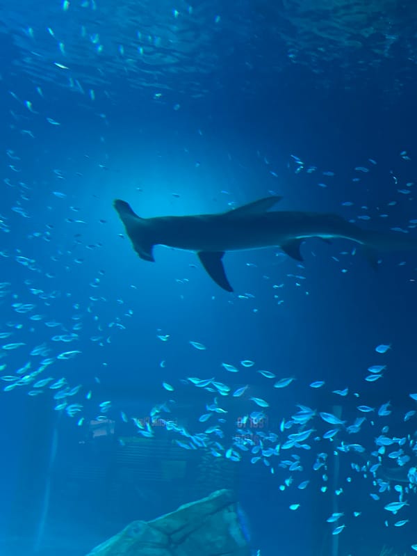 Atlanta aquarium visit documents marine exhibits, city views