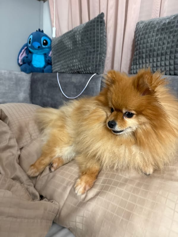 Pomeranian dog photographed resting on bed in Plovdiv
