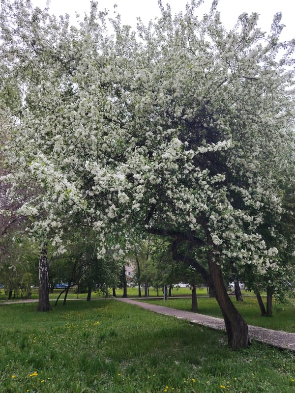 Early morning park scenes feature fountain, flowering trees, pathways
