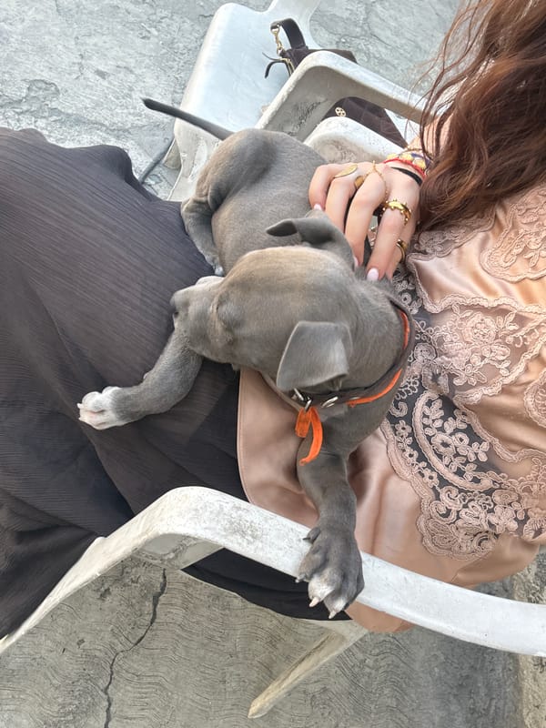 Gray puppy rests on lap in Tlaxcalancingo, Mexico