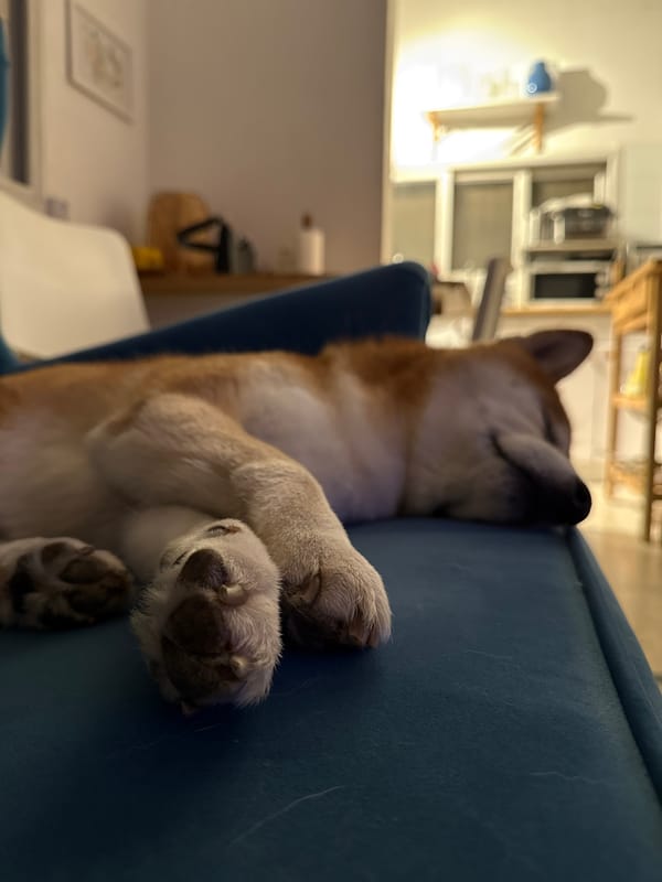 Shiba Inu naps on a teal armchair in Raanana