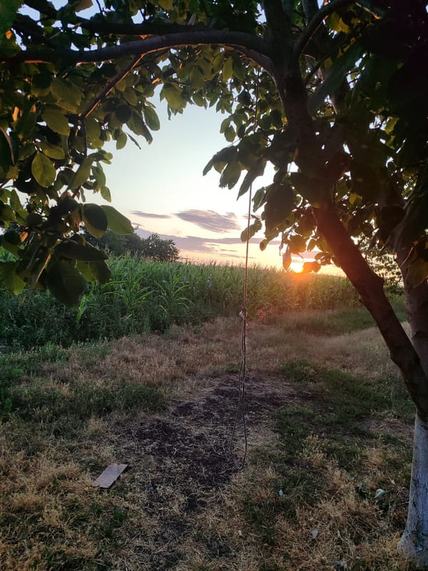 Odd-eyed dog and golden-hour countryside at dusk