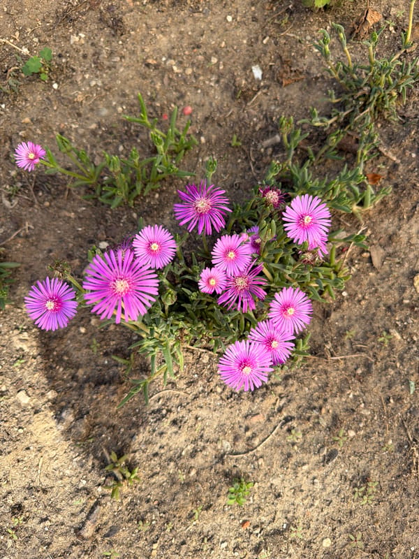 Afternoon stroll through Pazardzhik captures urban flora and streetscapes
