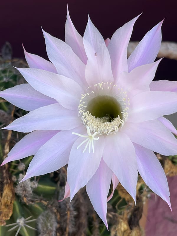 Morning coastal views and flowering plants documented in Alanya
