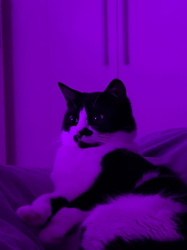 Cat grooming session captured in purple-lit Belgrade bedroom