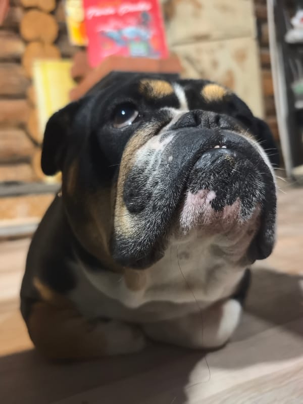 Bulldog rests on wooden floor in Noviy, Russia