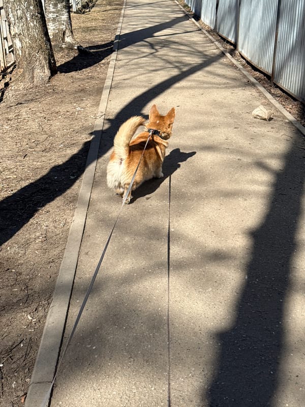 Dog walker spotted with Corgi in Votkinsk, Russia