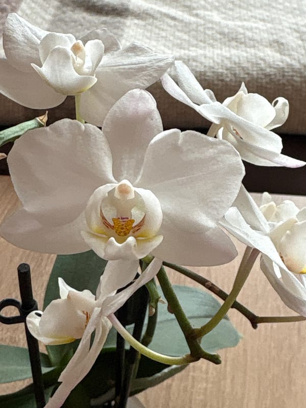 White orchid flowers documented in detailed close-up photography