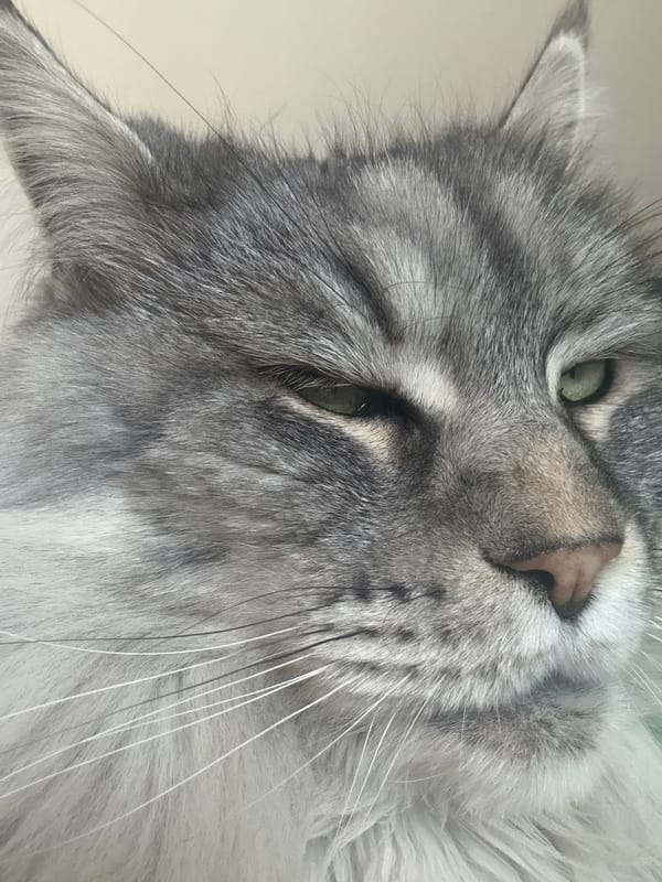 Gray tabby cat photographed in close-up shots in Haskovo