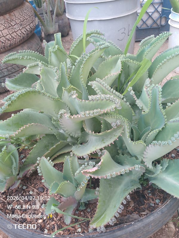 Garden succulent collection documented in Tinaquillo, Venezuela
