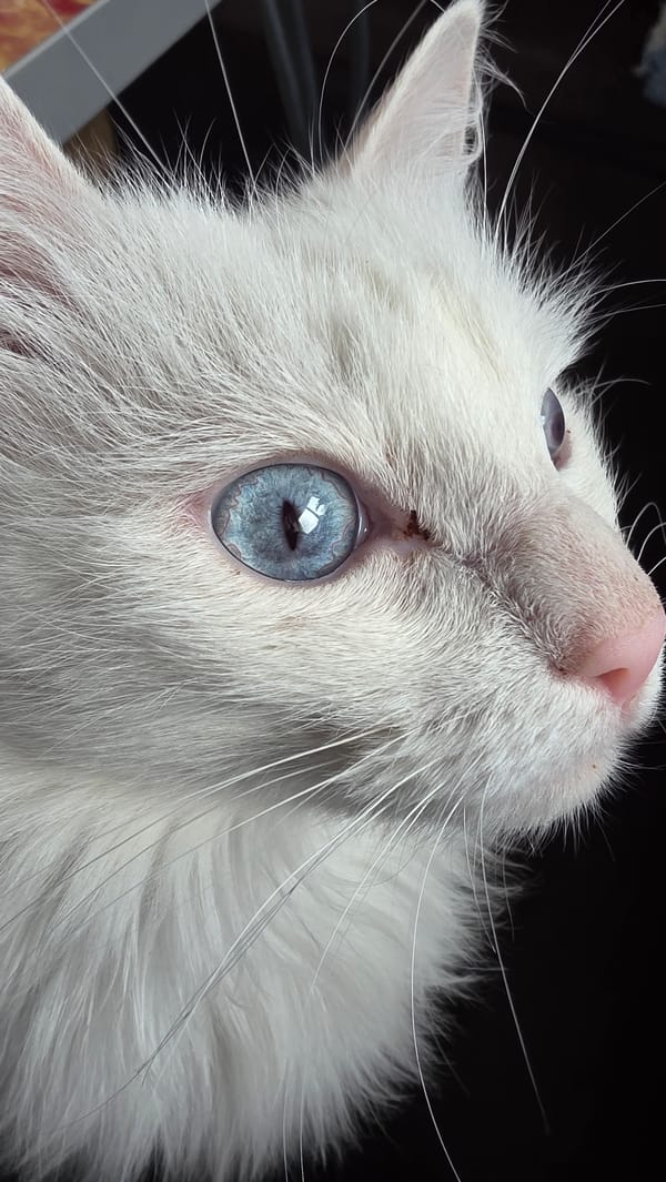 White cat, strawberry picking, and rural scenes documented