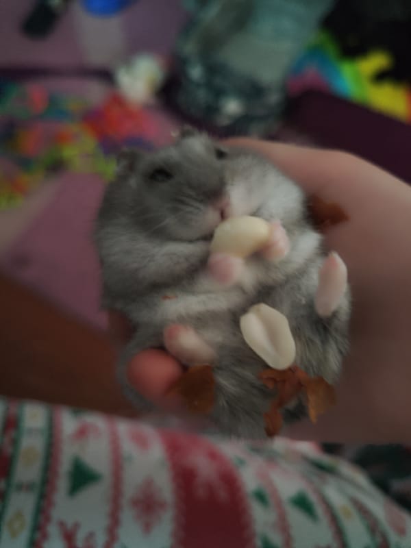 Grey hamster snacks on nuts while resting in a hand