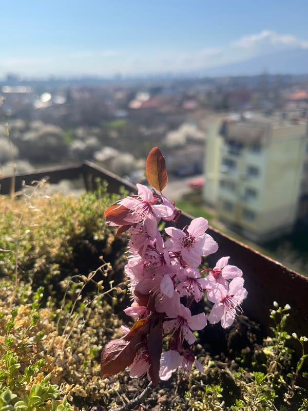 Cherry blossoms bloom on Sofia balcony overlook