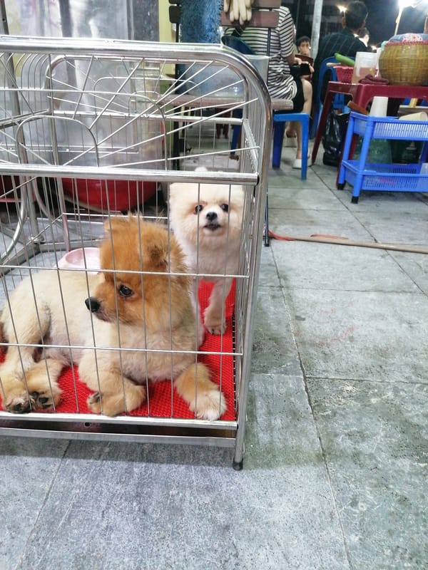 Daytime street life documented in Ha Long's Bai Chay Ward