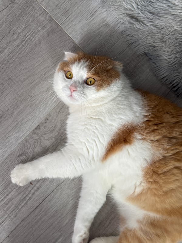 Scottish Fold cat plays on floor in Saratov home