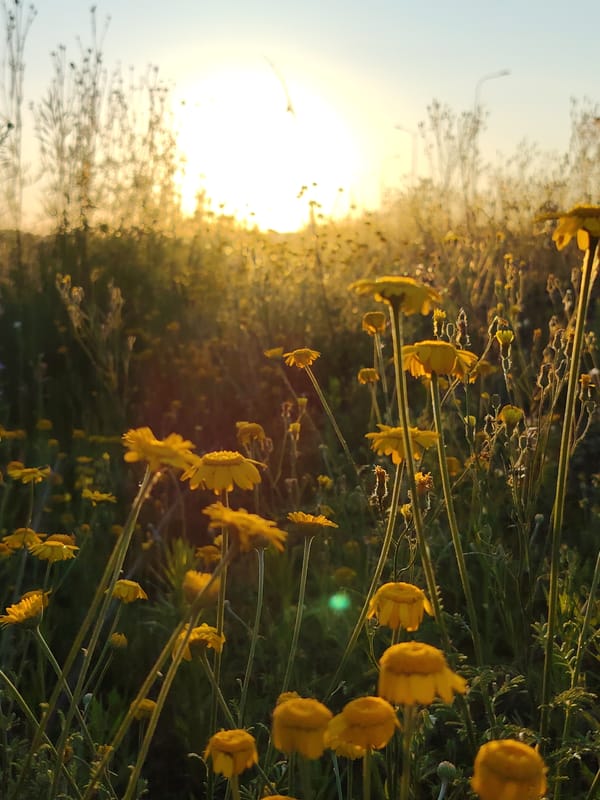 Sunset evening along the Kama River in Chaikovsky, Russia