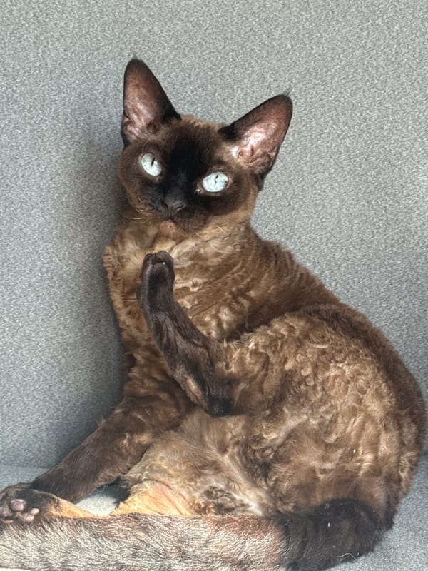 Woman enjoys quiet morning with Shiba Inu in Carnikava