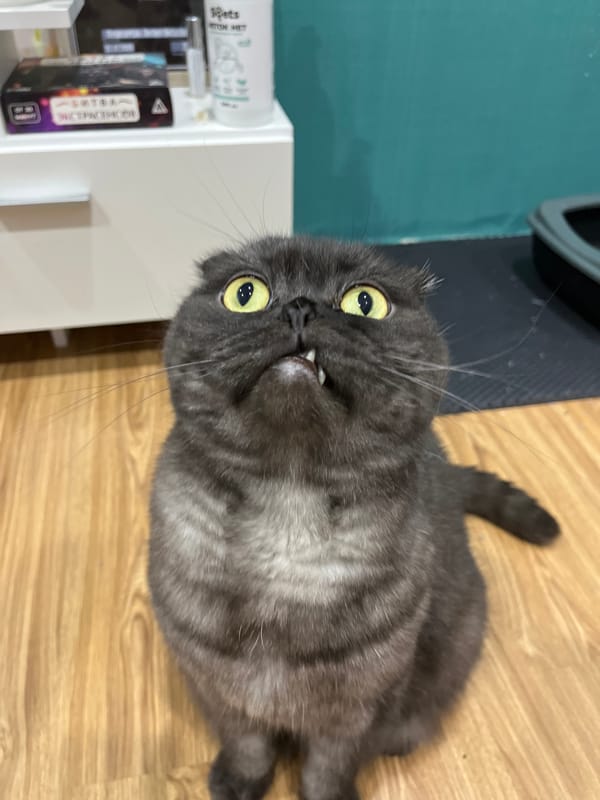 Cat photographed yawning on wooden floor in Chaikovsky