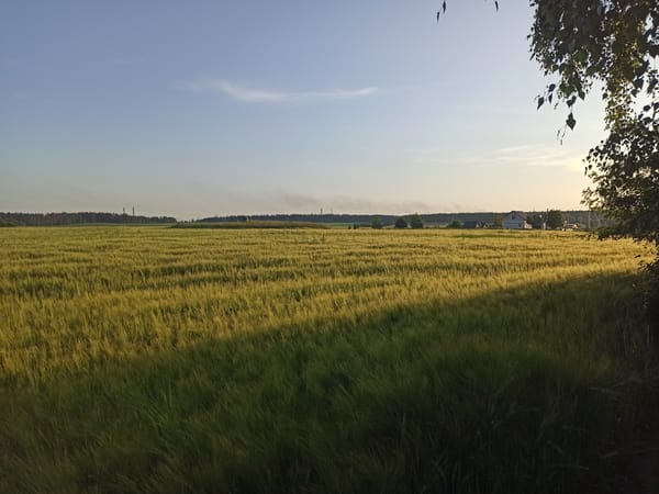 Golden grain fields near Minsk caught in late afternoon light