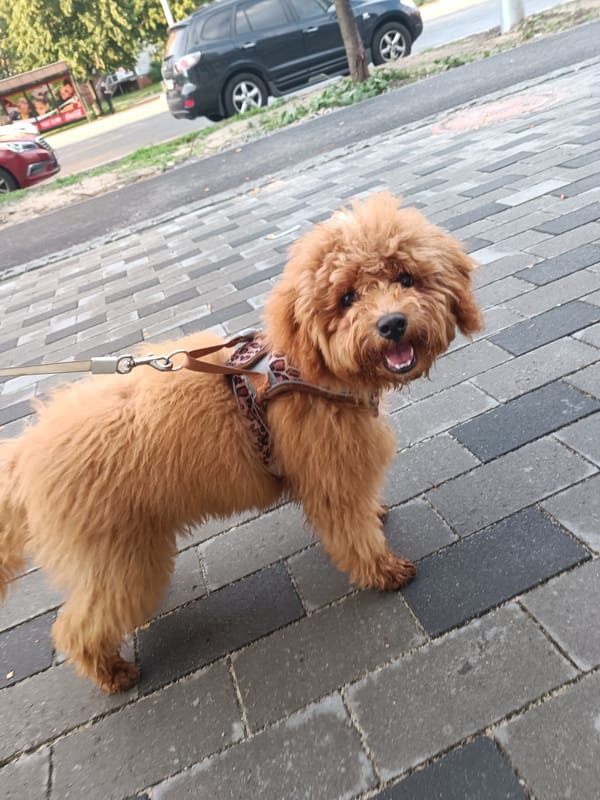 Fluffy dog in leopard-print harness on a Kyiv sidewalk