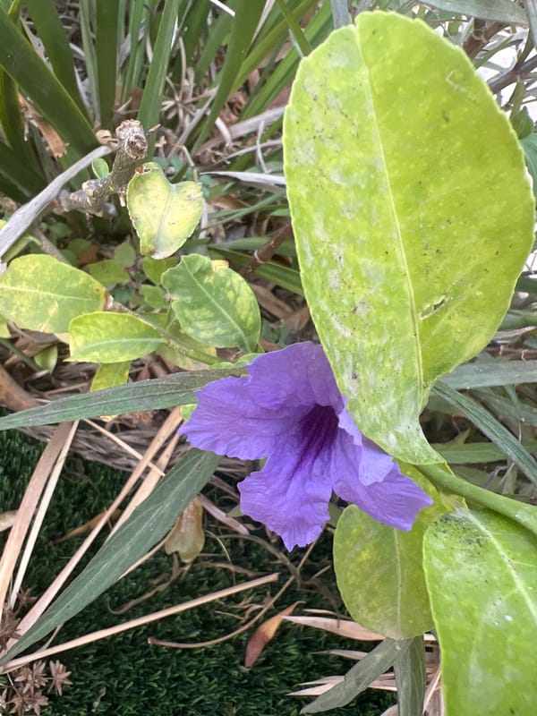 Morning garden tour through blooming plants in Hof HaCarmel