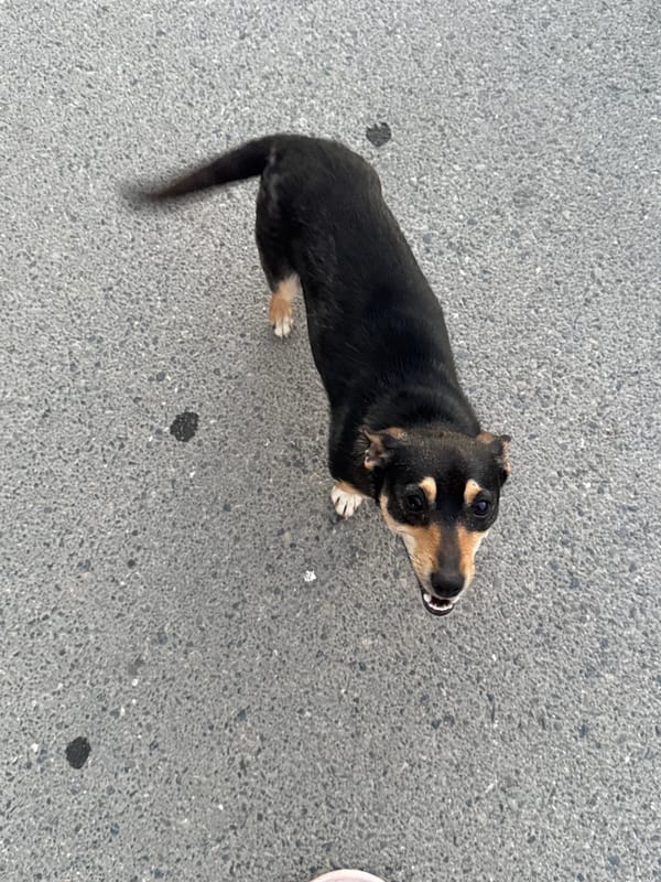 Pack of Dogs Roam Urban Streets at Dusk