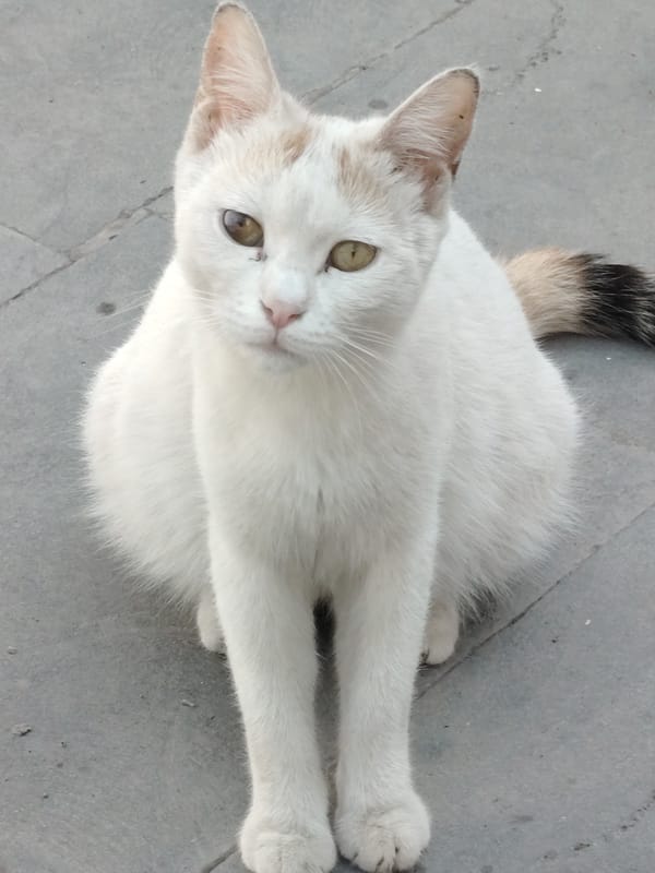 Morning street life documented across Yerevan neighborhoods