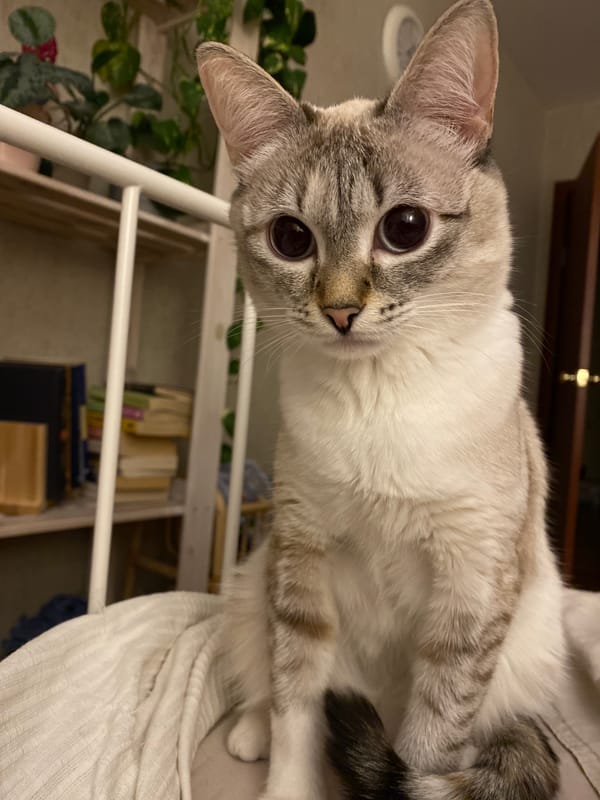 Cat spotted near metal shelf in Yekaterinburg