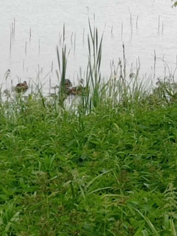 Morning nature walk documented in Degtyarsk, Russia