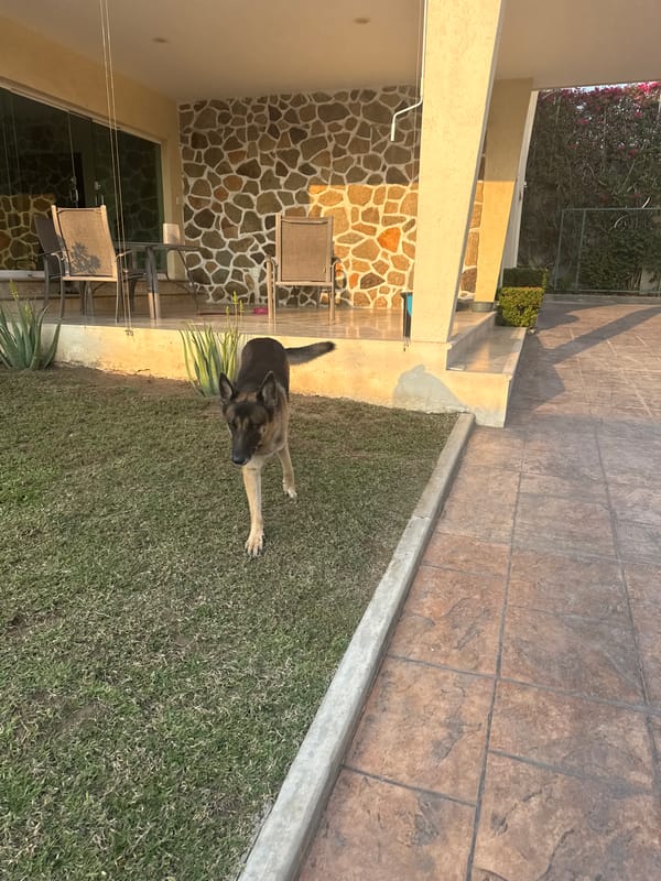 Dogs captured in quiet residential moments across Acapulco home