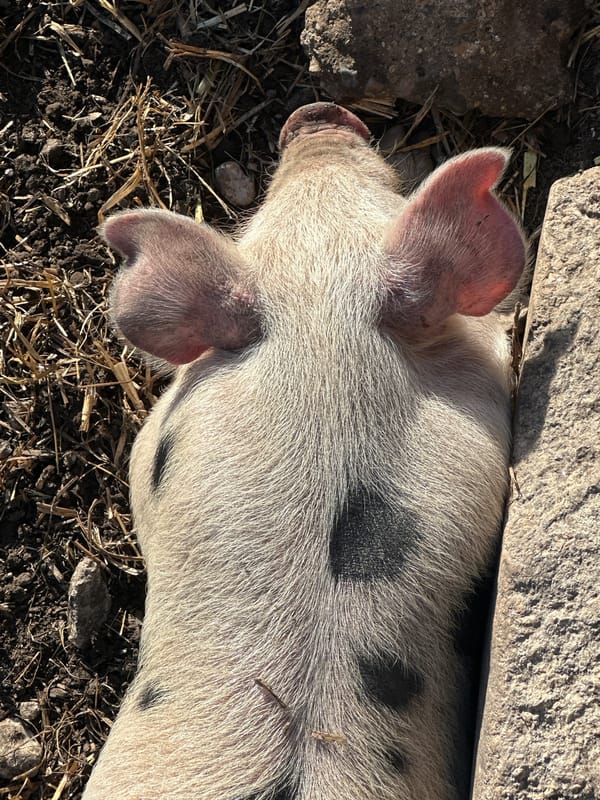 Farm animals spotted in London location