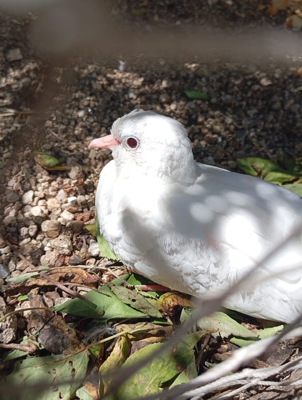 White doves spotted resting in Lassan courtyard area