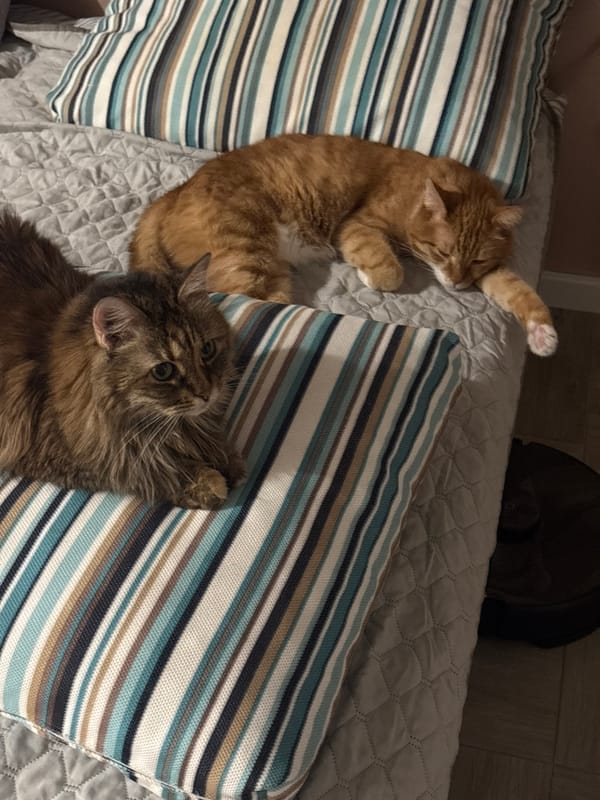 Cats, eyewear, and breezy streets in Bar, Montenegro