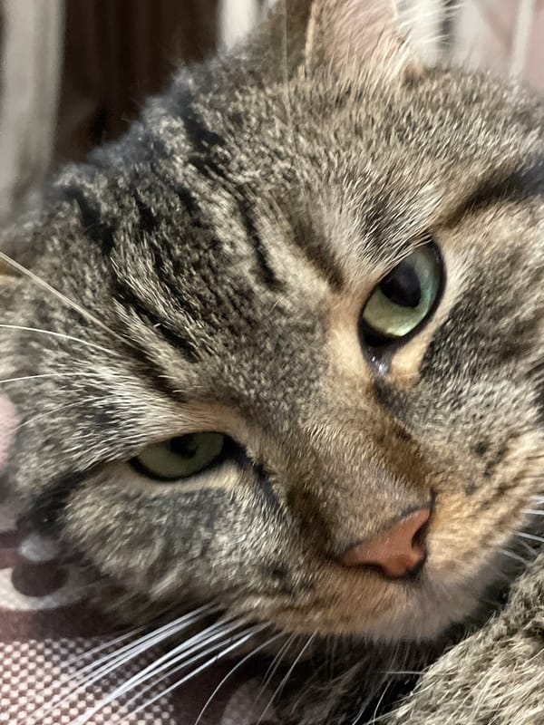 Close-up portraits of a tabby cat in Cherkasy