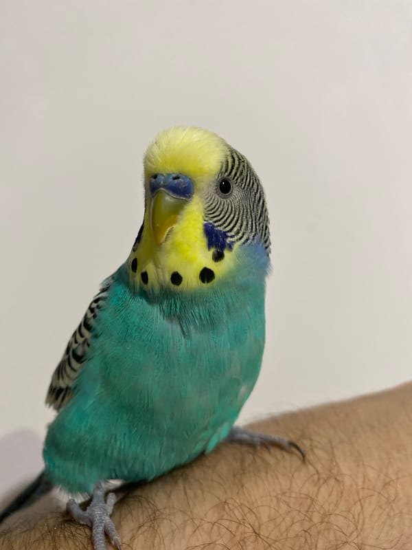 Budgerigar parakeet perches on humans in documented close encounters