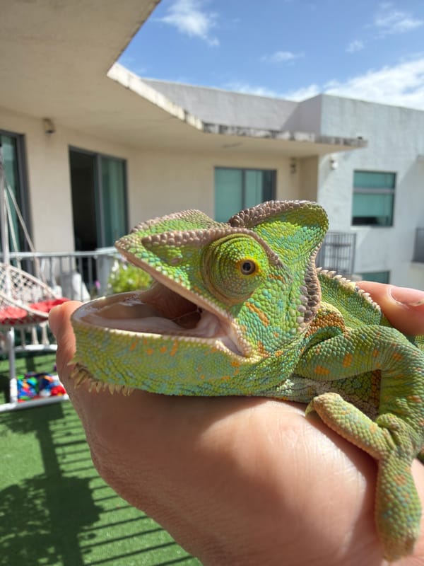 Veiled chameleon up close in a Hollywood home