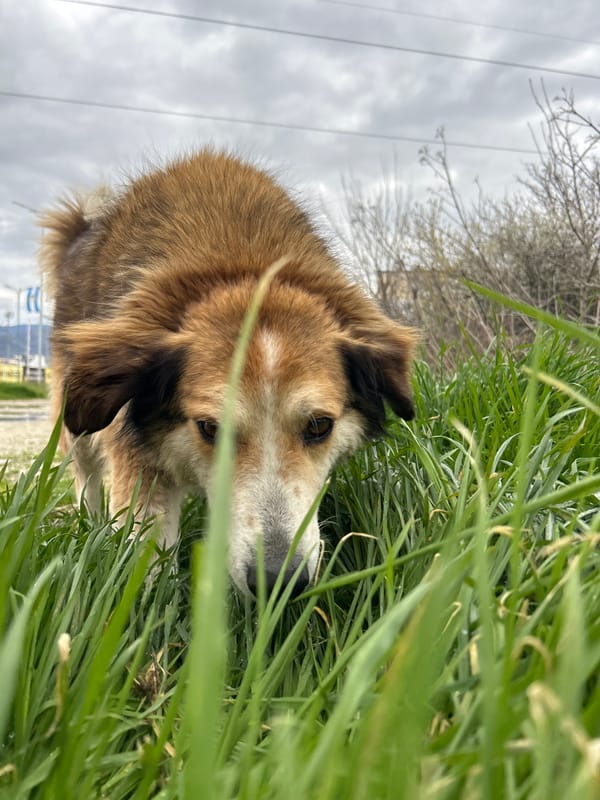 Dog rests in park grass in Plovdiv
