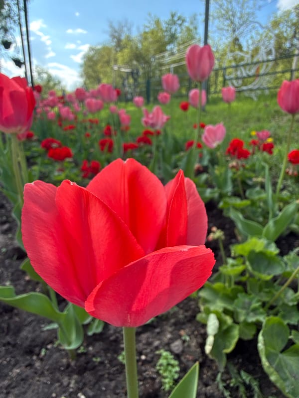 Red tulip blooms captured in Dmitrov garden display