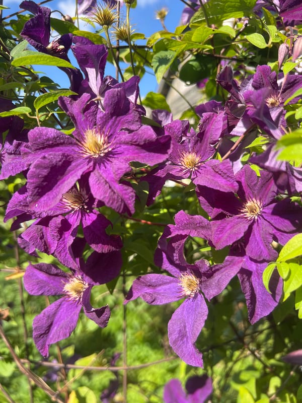 Flowers, statues, and mannequins in a quirky Novy garden setting