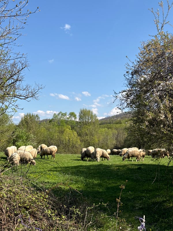 Pastoral scenes documented in Berkovitsa countryside, Bulgaria