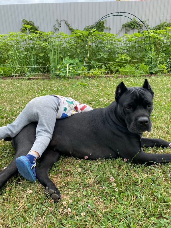 Toddler and two dogs sharing a lazy morning in the yard